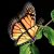 Activa Aliforms Monarch Butterfly Moving